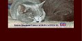 Koty Brytyjskie - Hodowla Agilis Cattuspl
