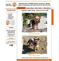 Hodowla Yorkshire Terrier - Zobacz Nasze Yorki